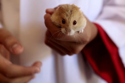 Un niño sostiene un hámster en sus manos momentos antes de que un sacerdote católico bendiga a los animales domésticos en el Día de San Francisco de Asís, durante las celebraciones del Día Mundial de los Animales en Zapopan, Jalisco, México, el 4 de octubre de 2025. AFP