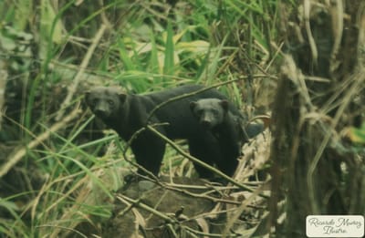 Animales en humedal de Coris