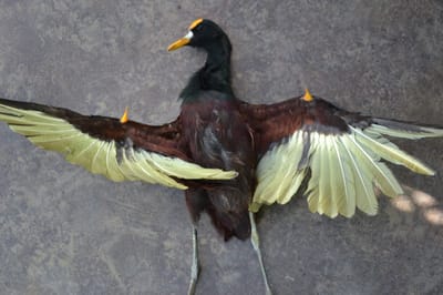 Aves encontradas muertas en el humedal