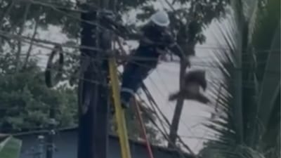 Video en redes sociales del rescate de un perezoso en San Carlos.