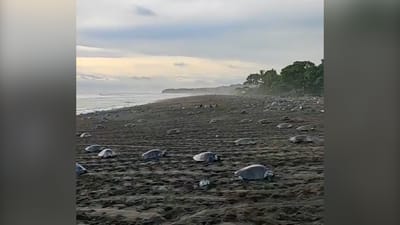 "Todo el mundo debería ver esto antes de morir" Arribada en Ostional ya reúne 500 tortugas