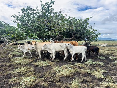 En Costa Rica, la combinación entre el cambio climático y la presencia de El Niño, amenaza con impactar a la fauna con desplazamientos. Fotografía: Joel Morales.