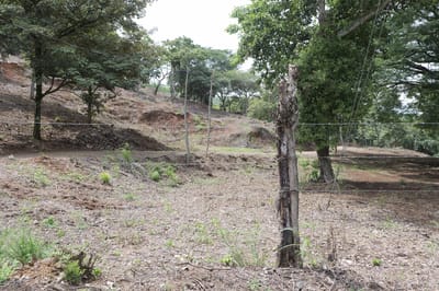 Áreas de terreno intervenido donde se han aplicado productos químicos para quemar la vegetación.