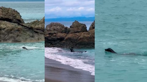 Solo y muy lejos de casa: león marino sorprendió a turistas en Osa ¡Vea el video!