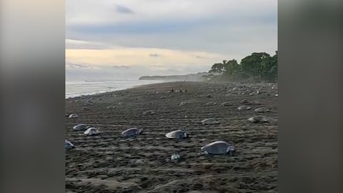 “Todo el mundo debería ver esto antes de morir”: arribada en Ostional ya reúne 500 tortugas