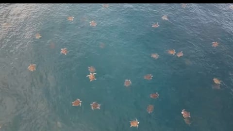 (Video) “Parecen estrellas”: el impresionante espectáculo de la primera arribada de tortugas a Ostional