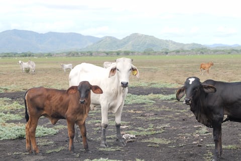Más de $30 millones para enfrentar el cambio climático en Guanacaste siguen sin ejecutarse