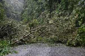 A pocos kilómetros de la casa de don Fabio cayó un árbol que obstaculiza por completo la vía (Daniela Abarca).