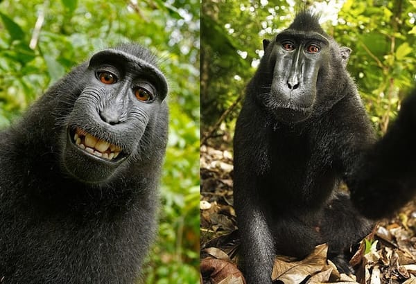 macaco 4