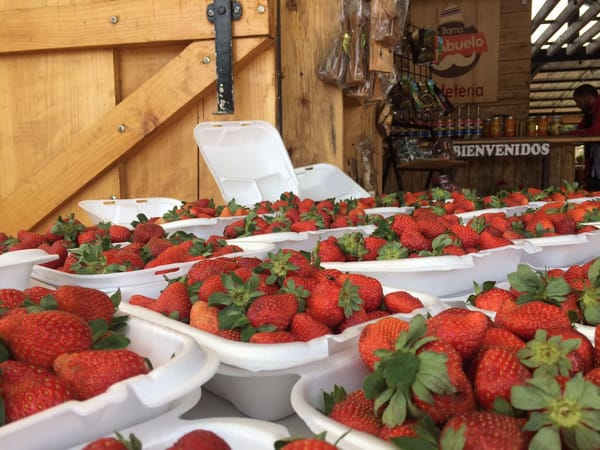 Venta de fresas cerca del volcán Poás. CRH