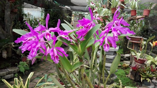Admire una de las colecciones de orquídeas más hermosas del mundo.