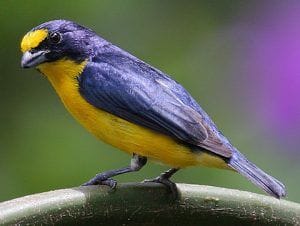 Ave Euphonia