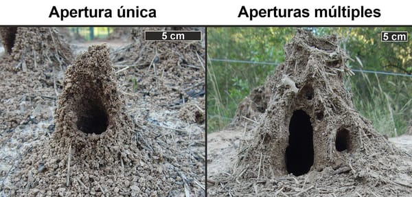 La especie de hormiga cortadora de hojas Atta vollenweideri construye torretas alrededor de las aberturas de sus túneles. Las aberturas de las torretas ayudan a regular la temperatura y a eliminar el dióxido de carbono del nido.