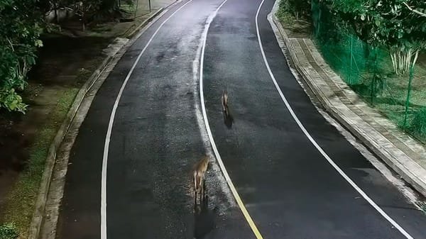 Manada de coyotes Belén