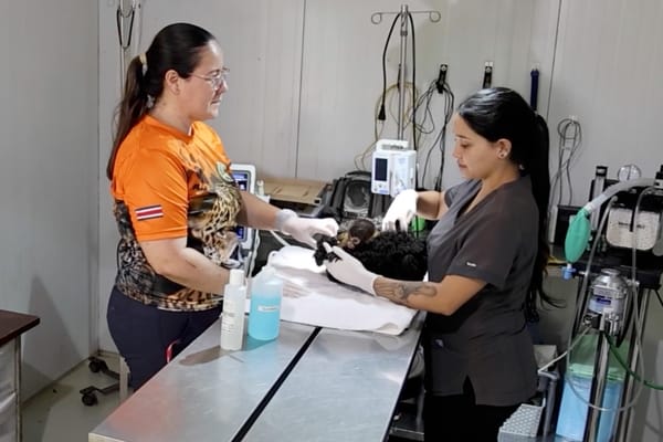 Isabel Hagnauer pasó de las aulas de la UNA a Rescate Wildlife Rescue Center. (Foto: UNA)