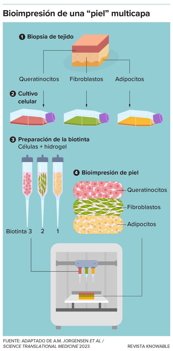 Los conceptos básicos de la impresión de sustitutos cutáneos incluyen: la obtención de células; el cultivo de dichas células; la creación de una tinta; y la impresión de la