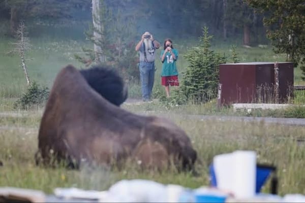 Ataque de bisonte. Mike Macleo. 