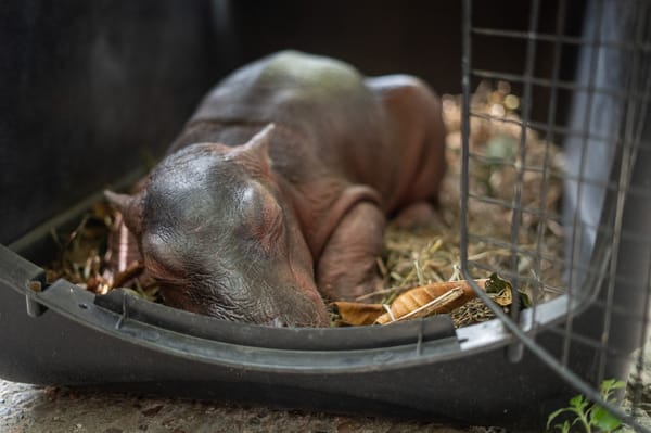 El hipopótamo bebé, de unos 15 días de nacido, murió tras ser rescatado en estado de desnutrición en el departamento colombiano de Antioquia.