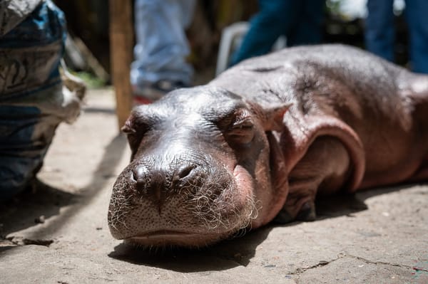 Los hipopótamos de Pablo Escobar se convirtieron en especie invasora de la zona.
