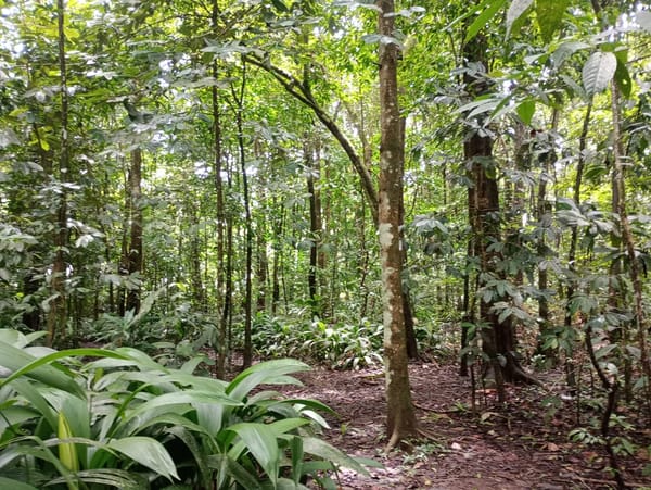 Bosque secundario. Foto proporcionada por Ingrid Lacayo.