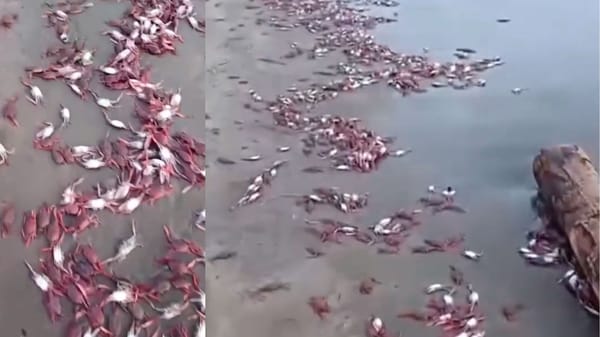 Animales muertos en diversas playas de Guanacaste. 
