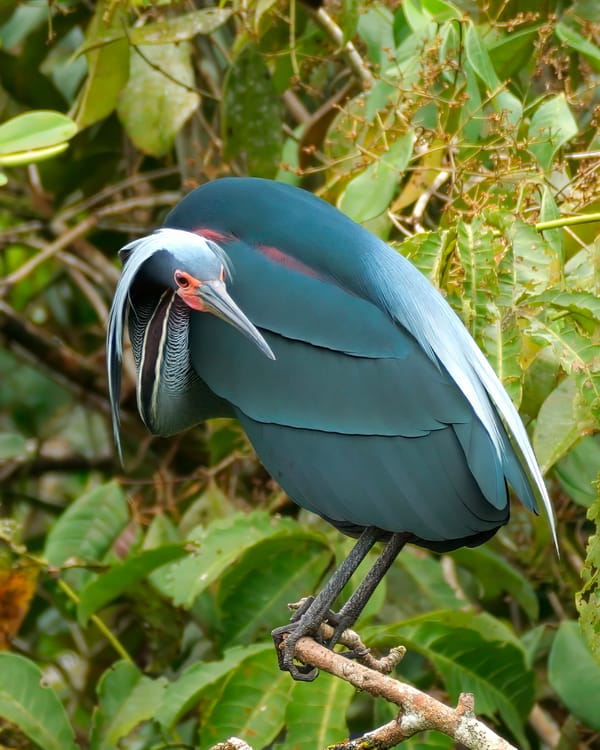 Garza Agamí