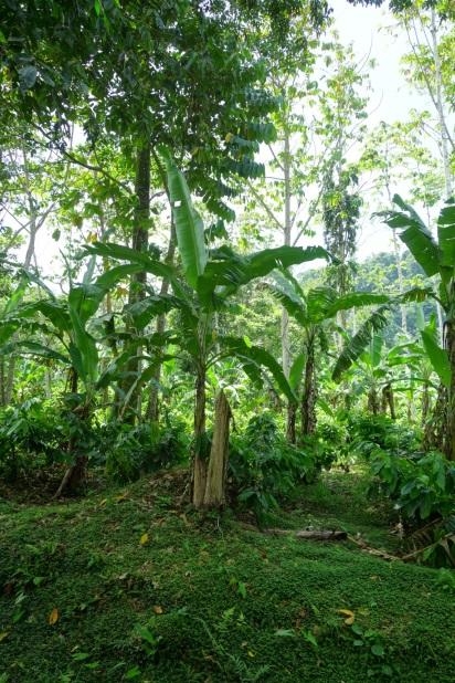 Indígenas de Talamanca dependen de la agricultura. (Foto: TEC).